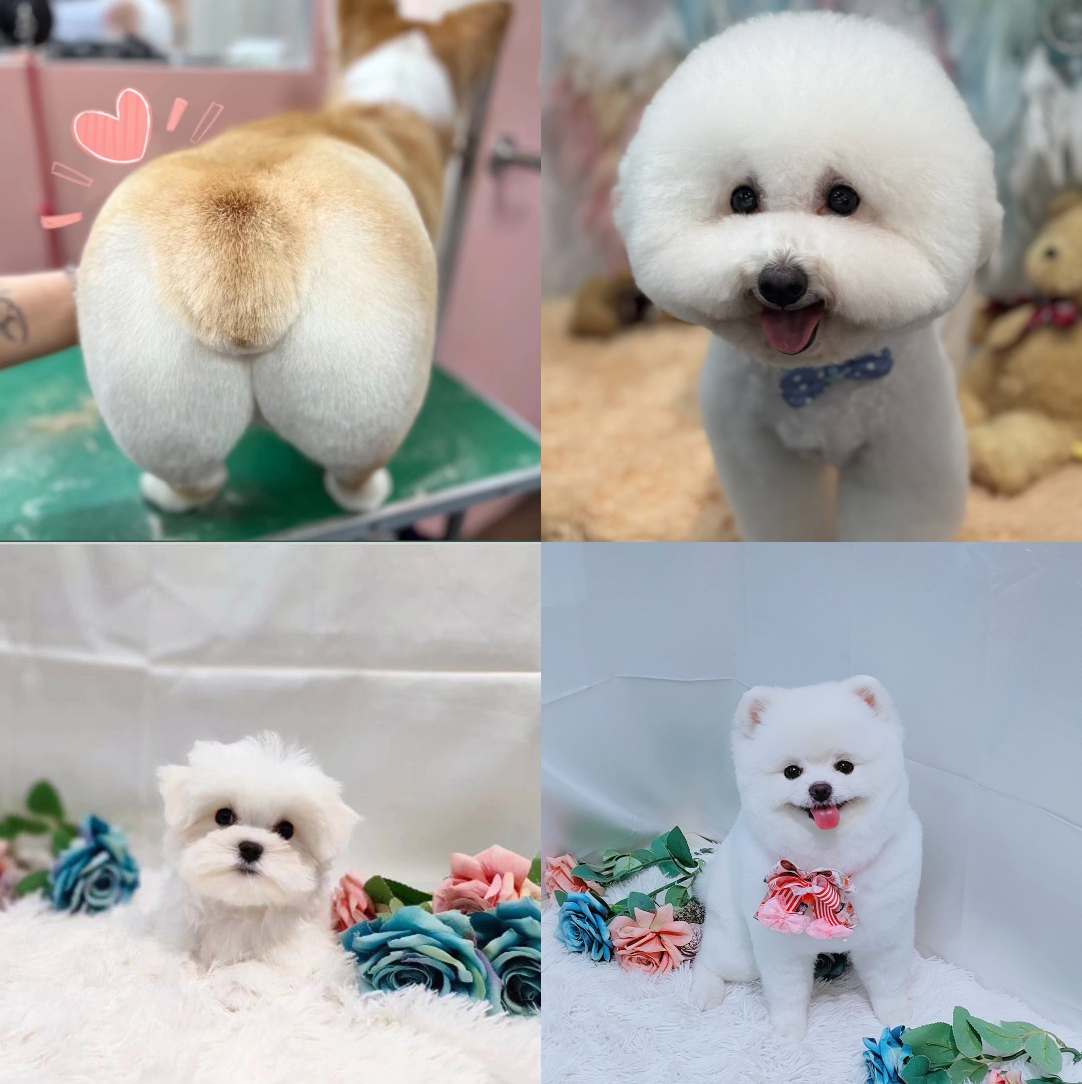 信義區寵物美容