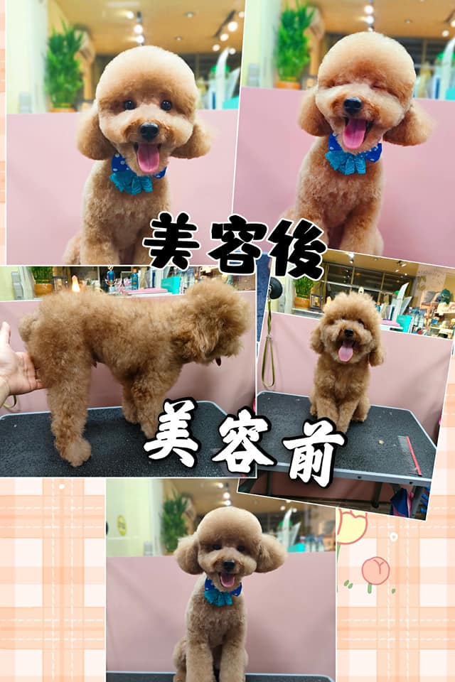 狗狗毛髮修剪/寵物造型美容