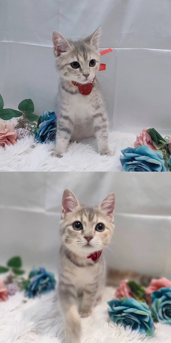 貓咪洗澡/護膚養毛