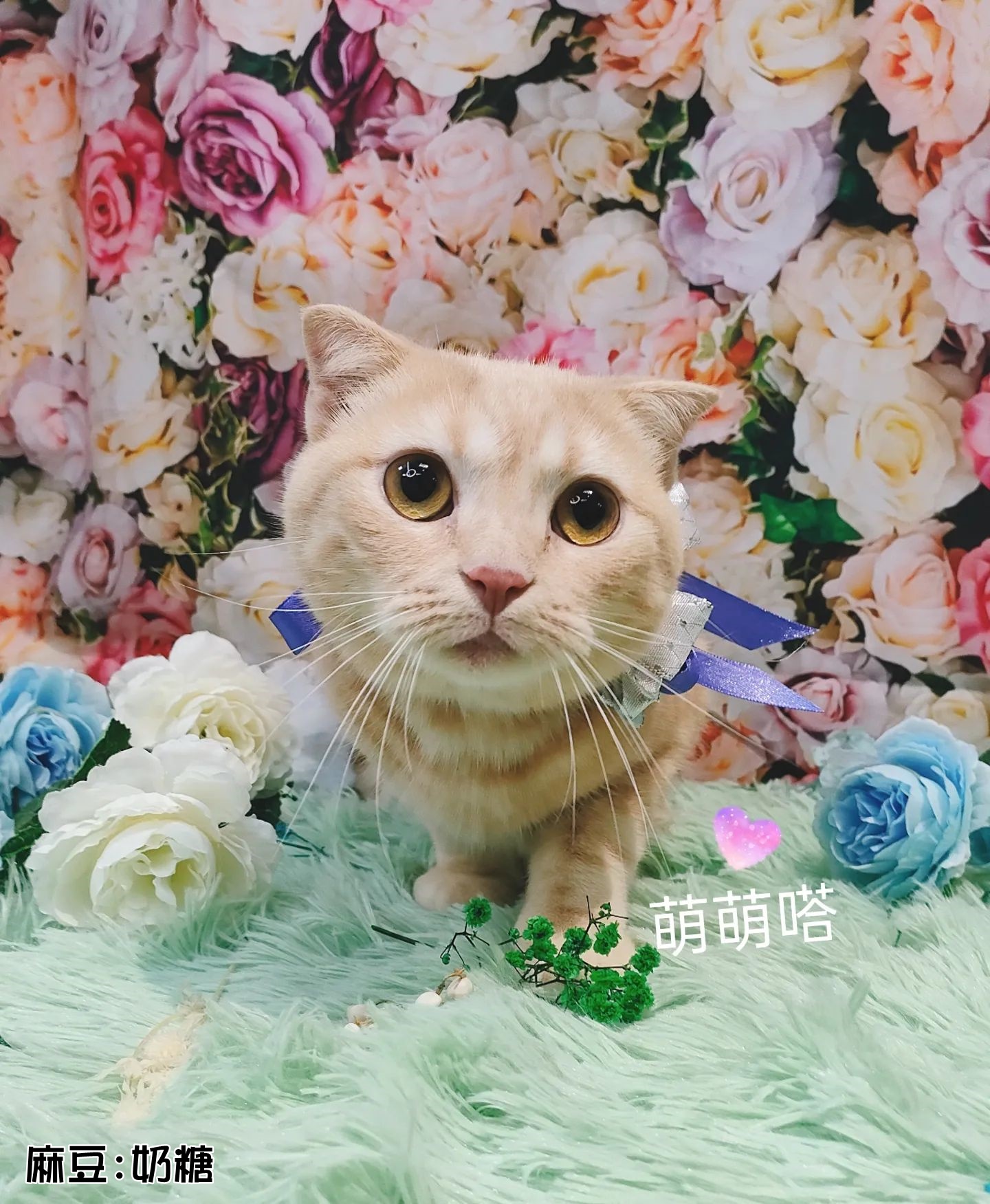 貓咪洗澡/護膚養毛