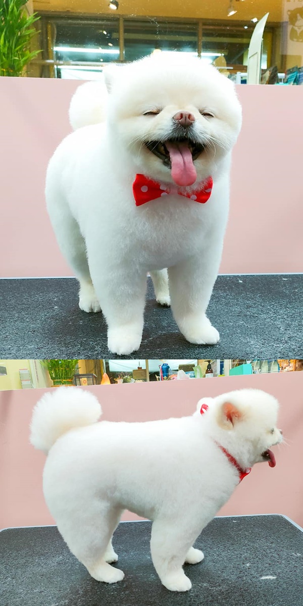 狗狗毛髮修剪/寵物造型美容