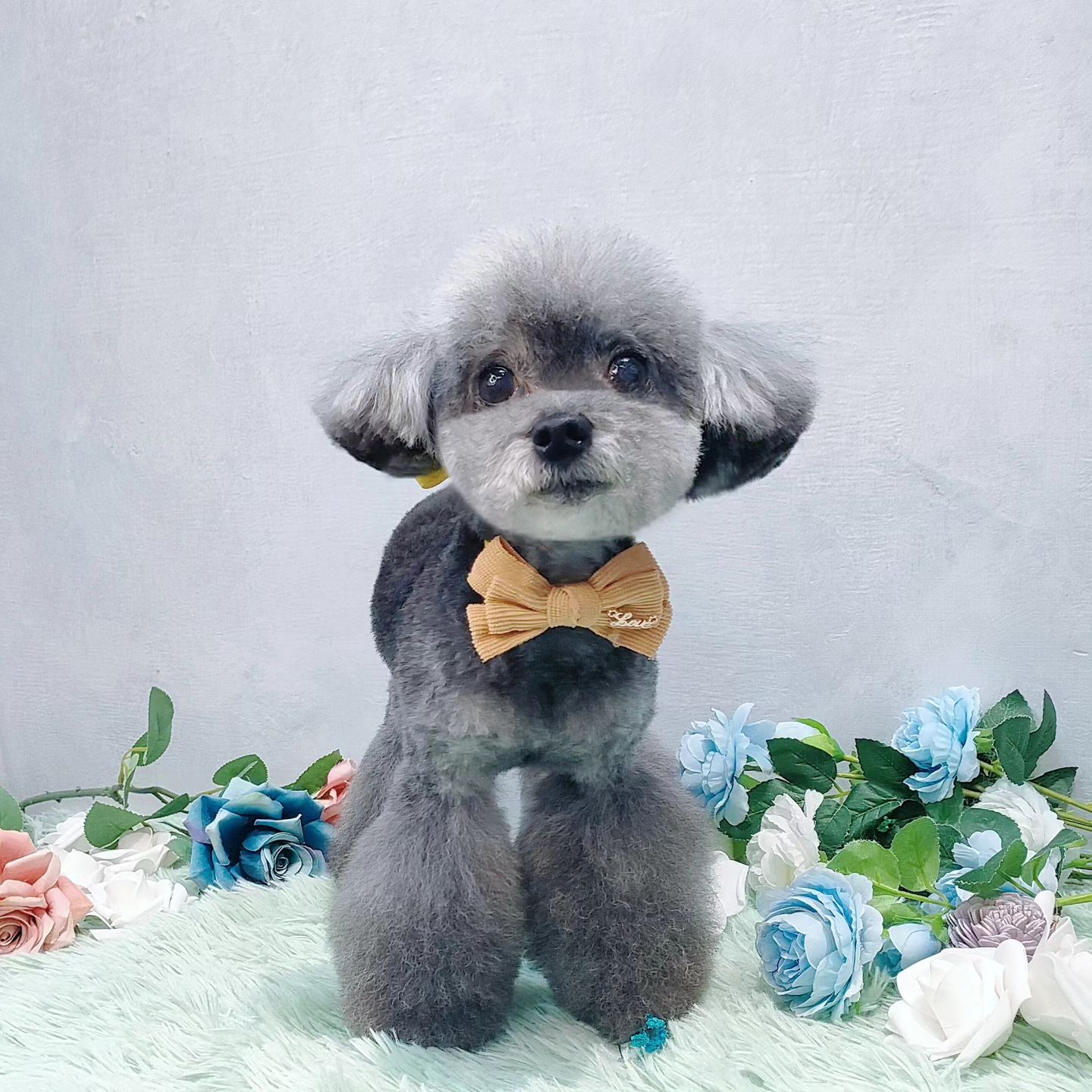 狗狗毛髮修剪/寵物造型美容