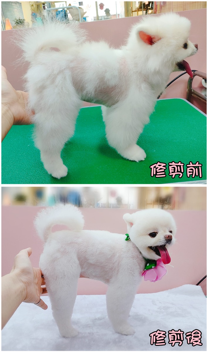 狗狗毛髮修剪/寵物造型美容