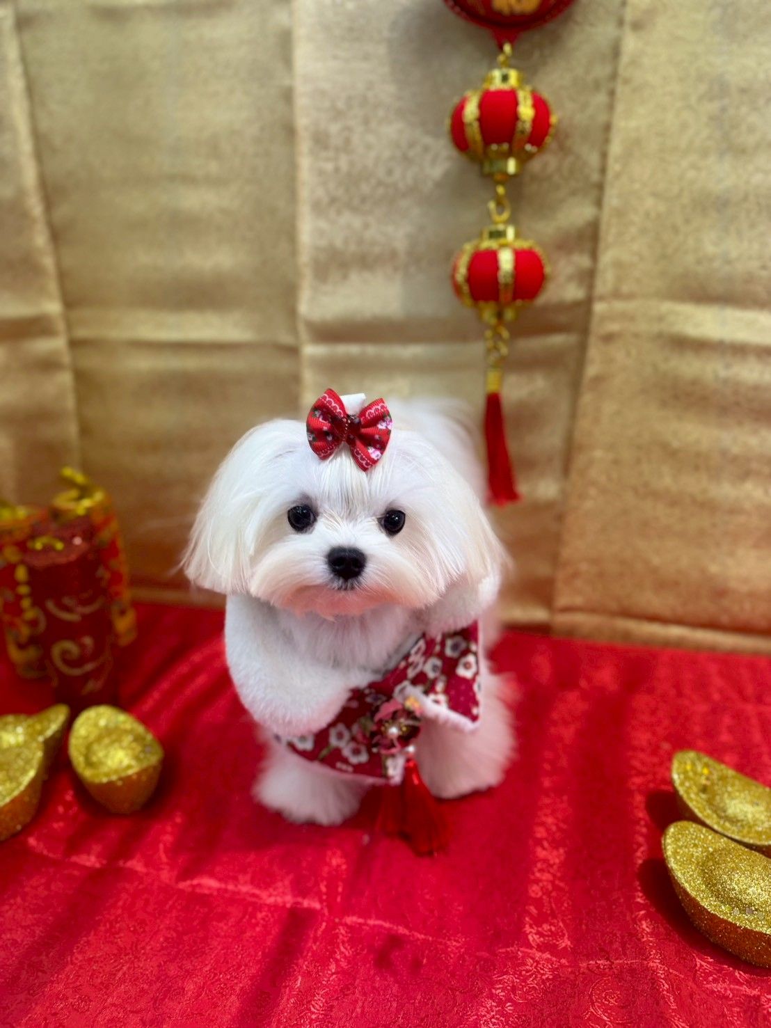 六張犁寵物美容