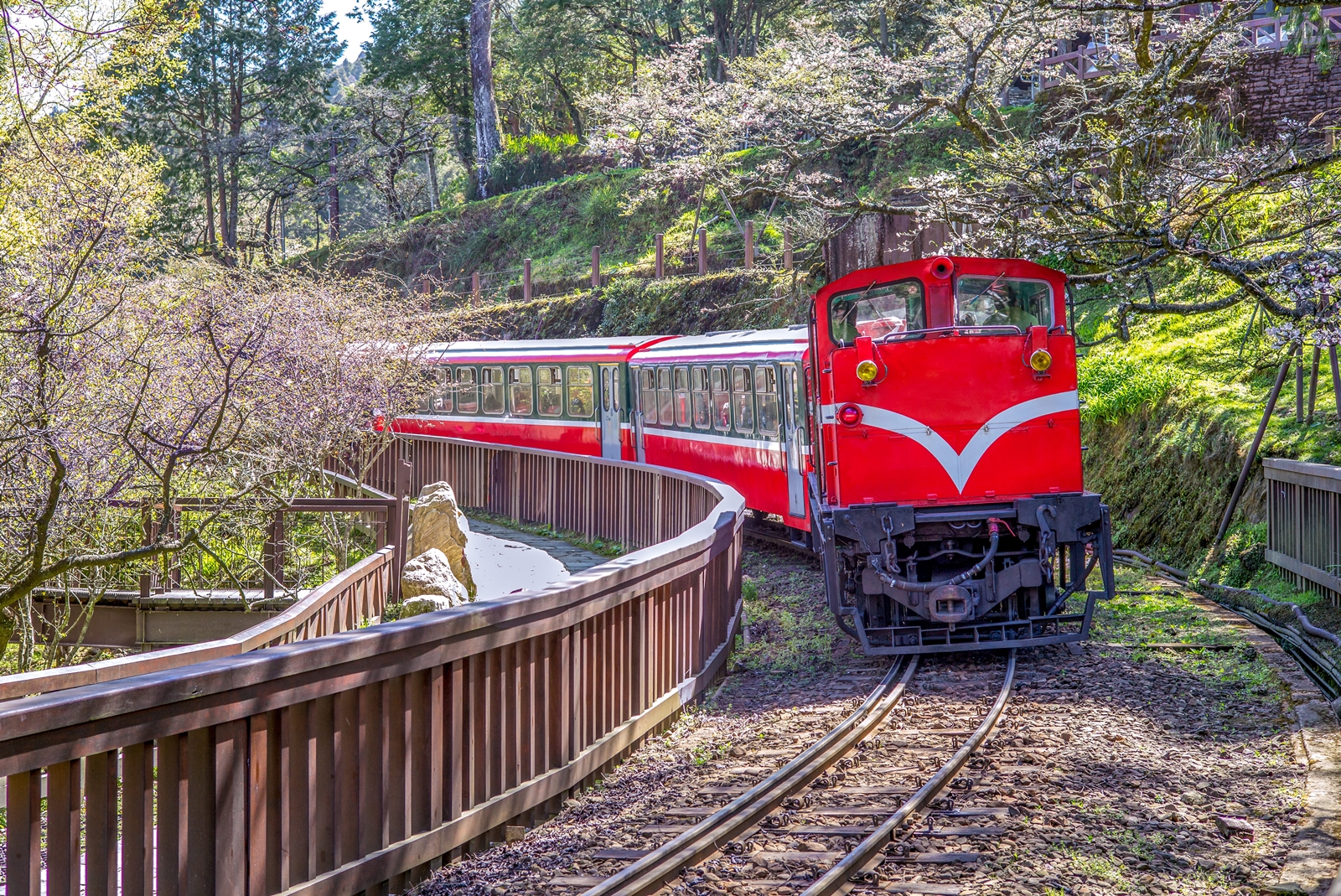 嘉義阿里山包車旅遊