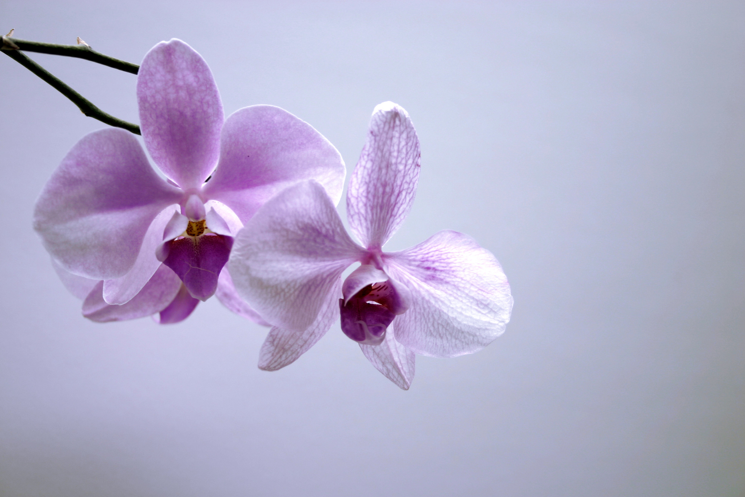 倚興蘭園-果園、農場