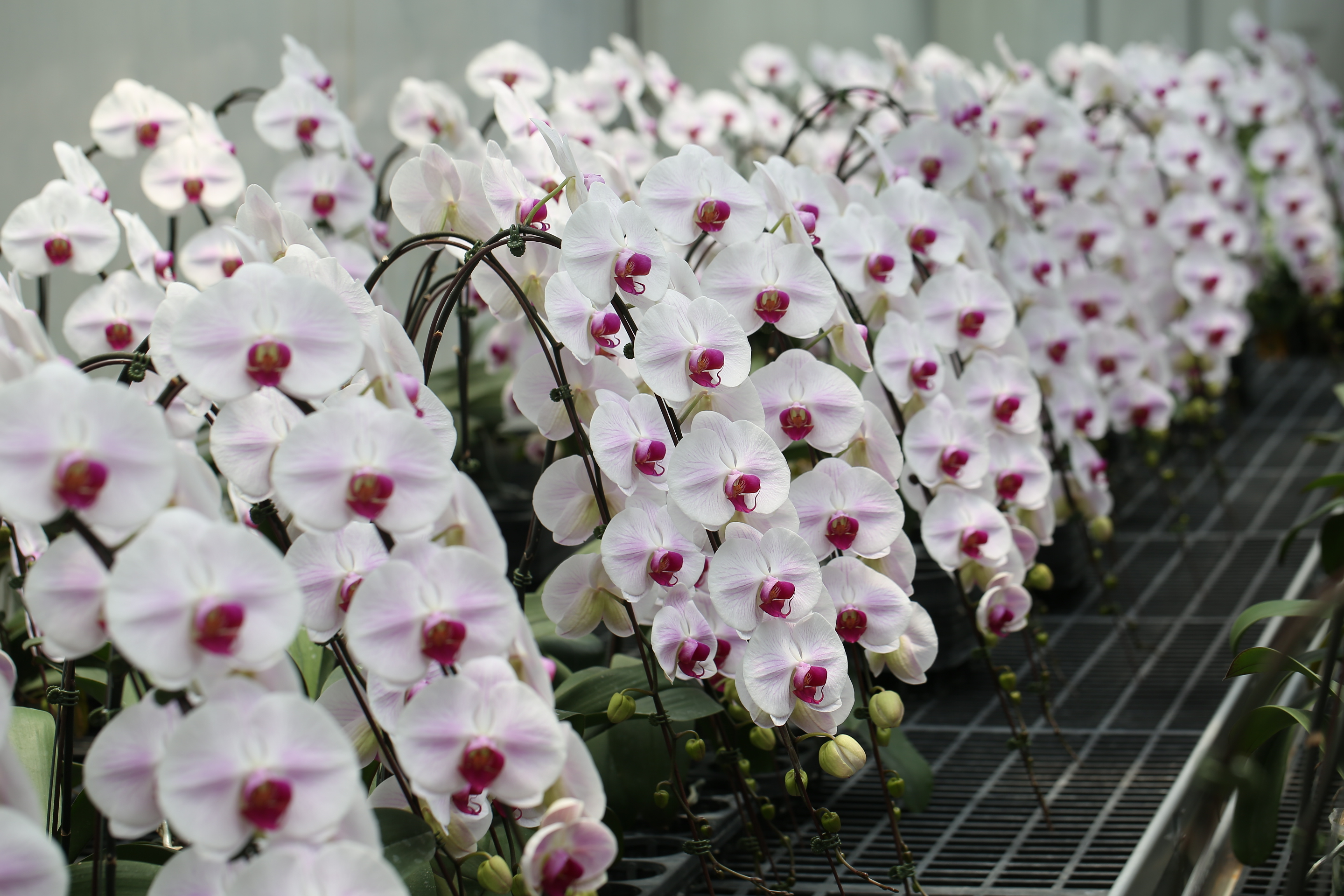 倚興蘭園-果園、農場