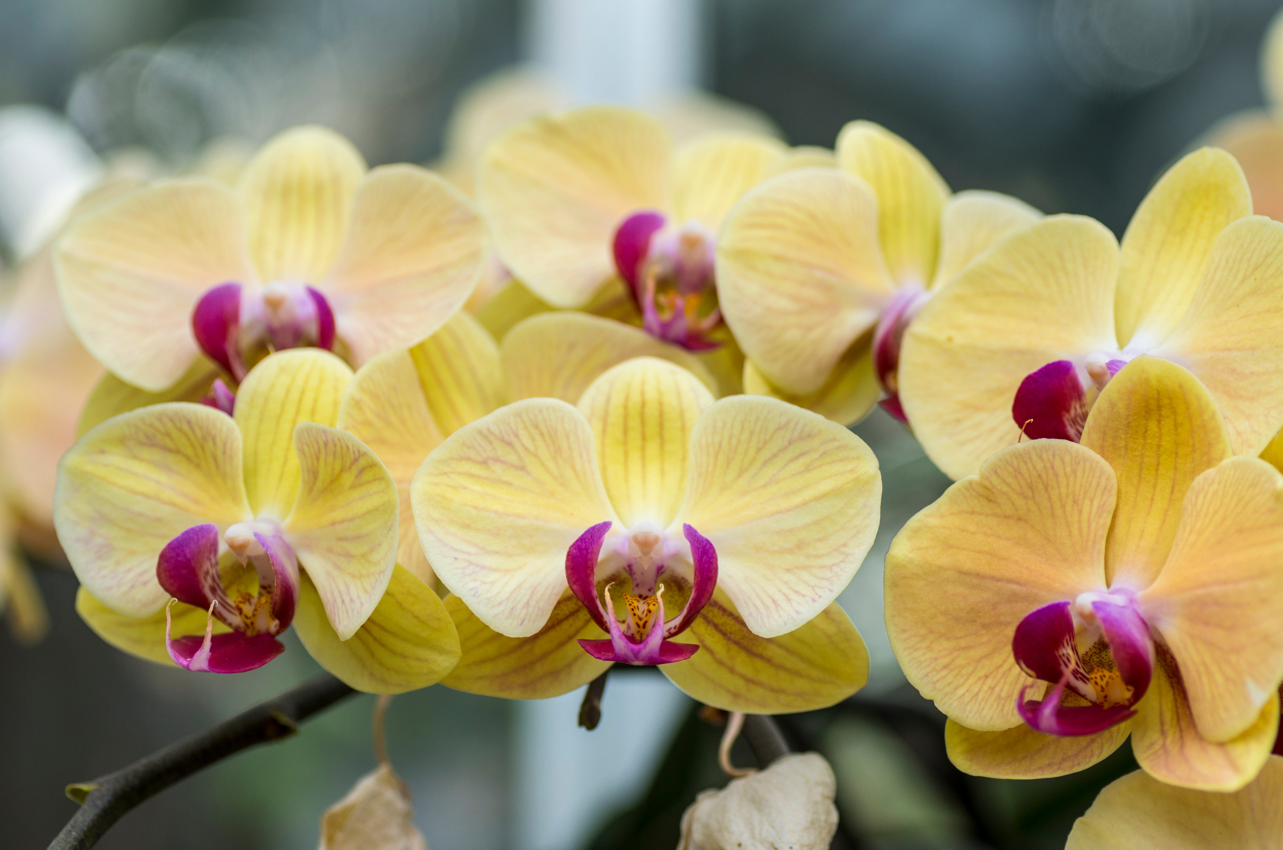 倚興蘭園-果園、農場