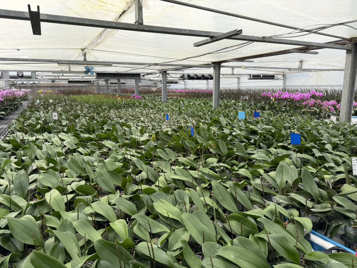 可調節花期冷房