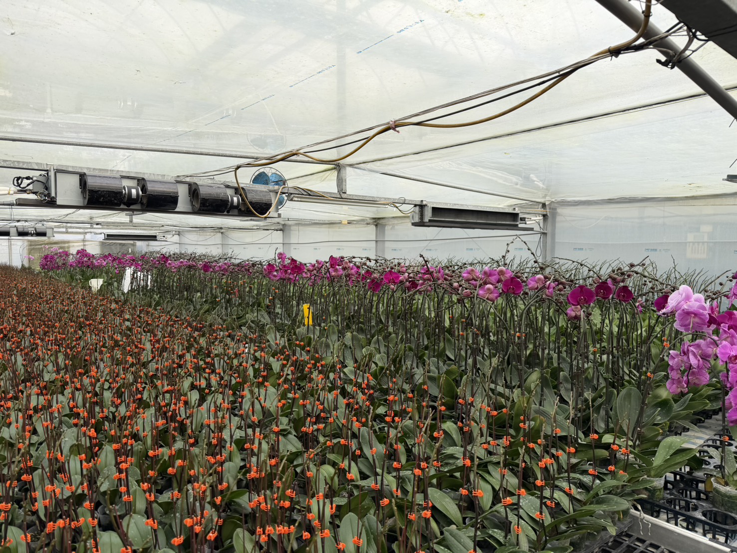 可調節花期冷房