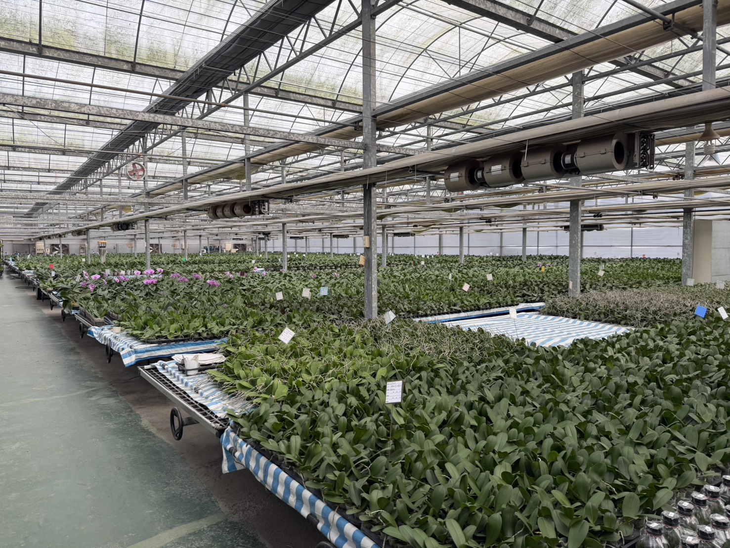 可附帶水草輸美溫室