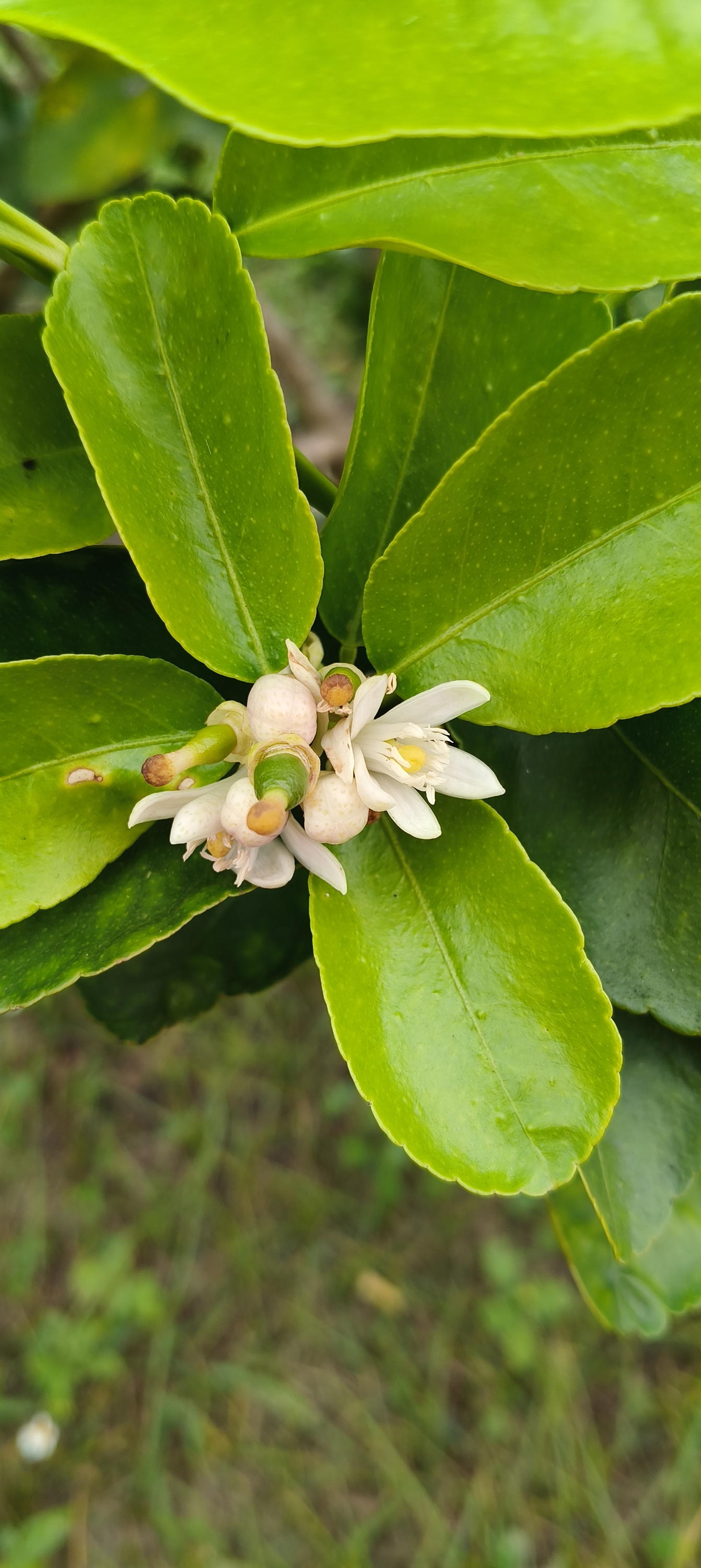有機檸檬-開花
