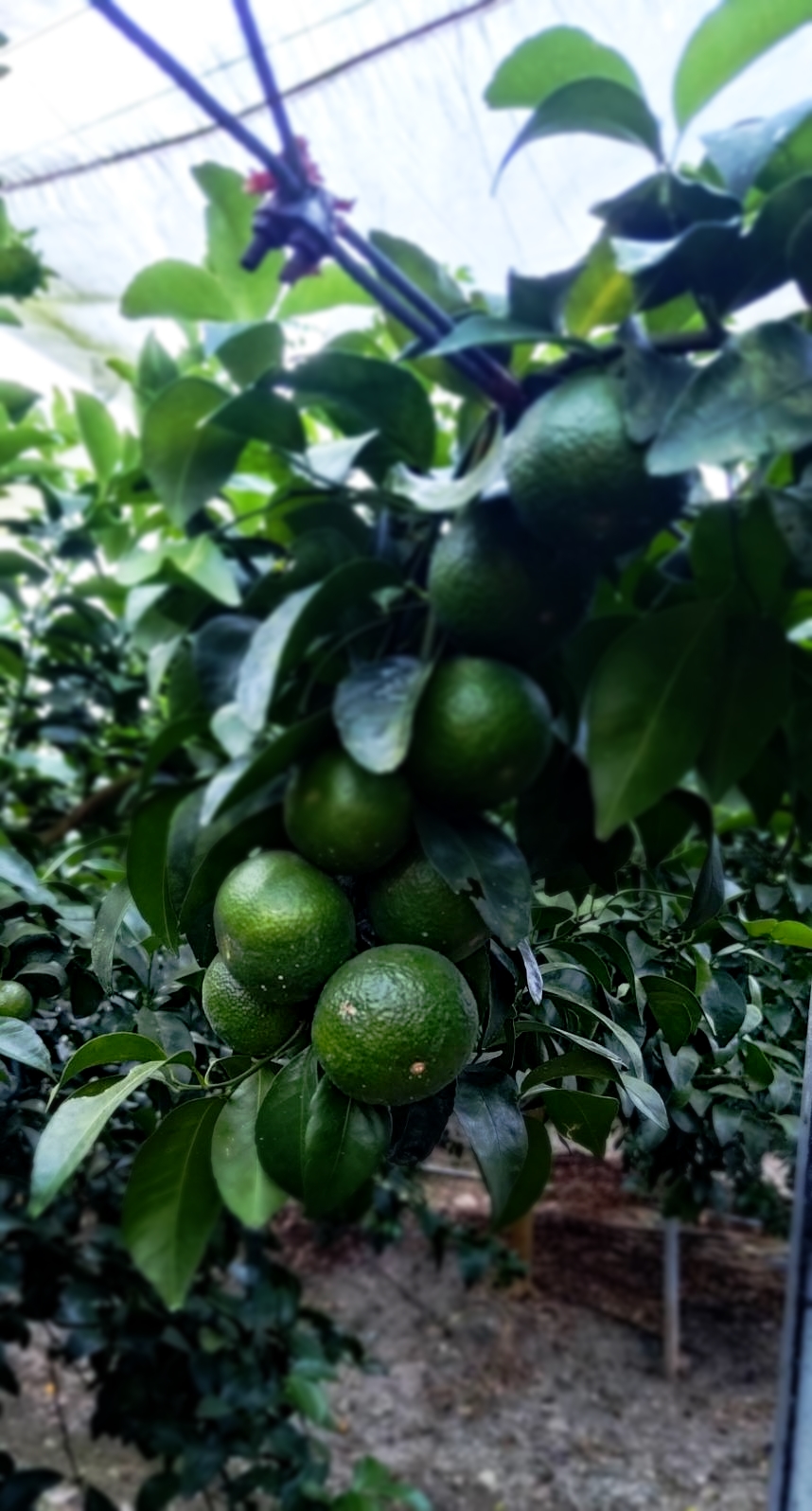 縣長-網室有機砂糖橘