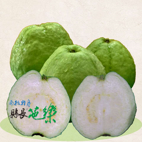 縣長-有機珍珠芭樂