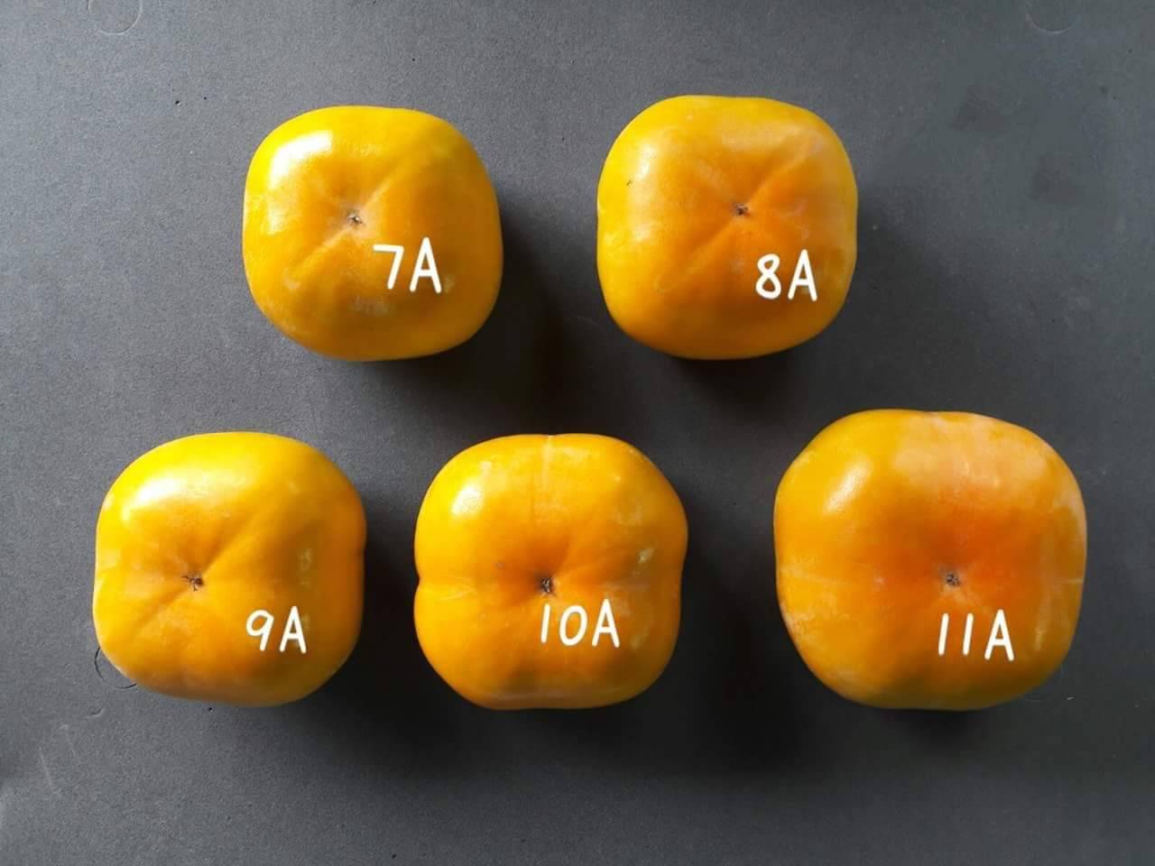 常見的甜柿大小分級