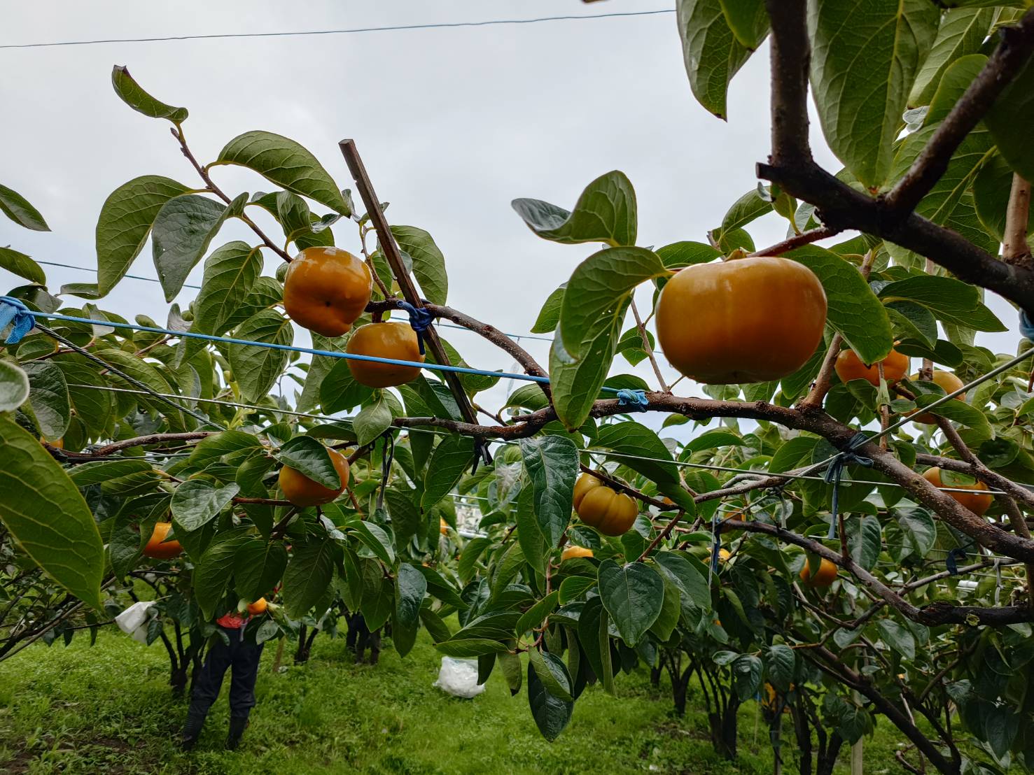 柿子紅了準備採收