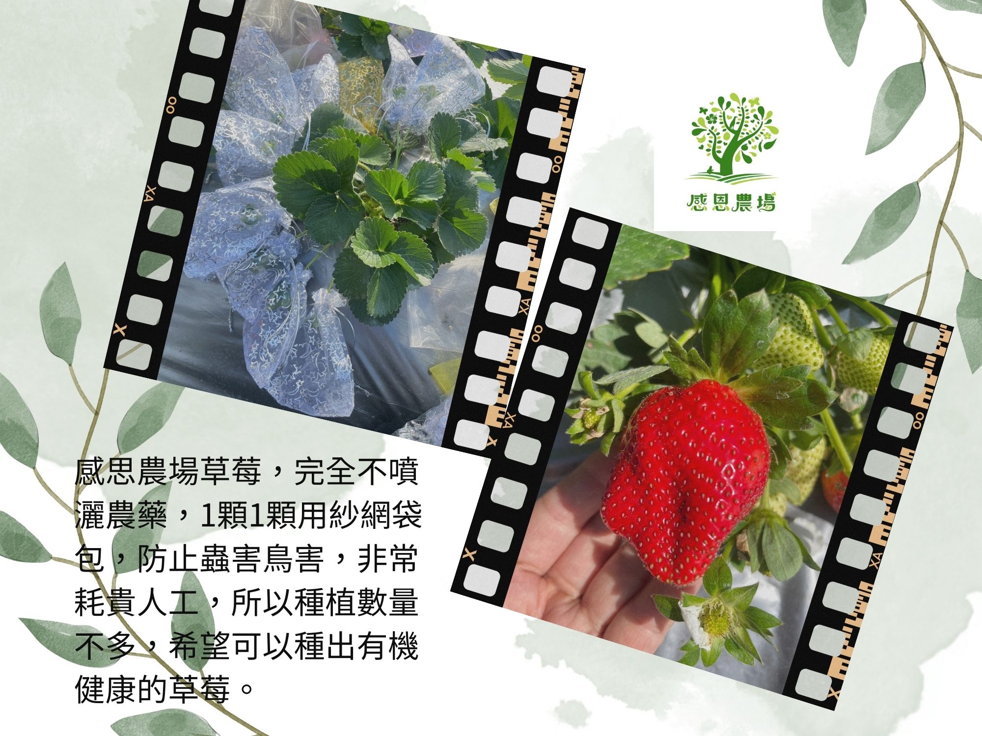 感恩農場-劉盈榛-農產品