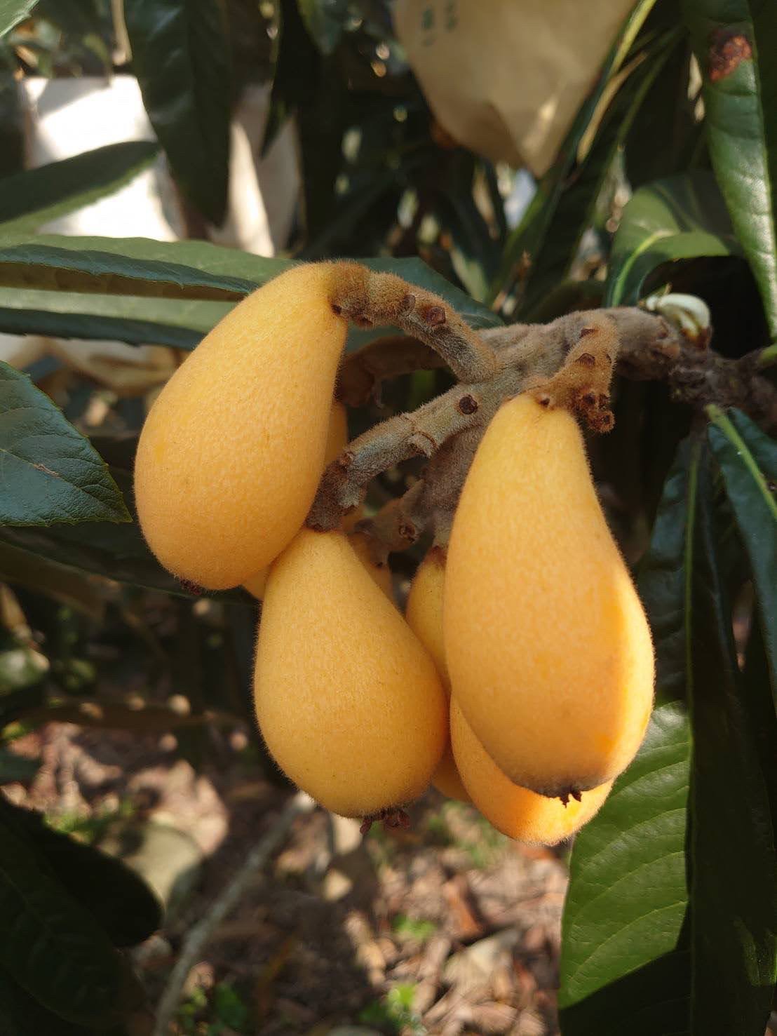 有機轉枇杷