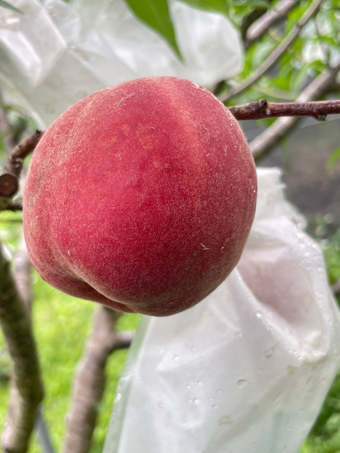 有機红玉水蜜桃