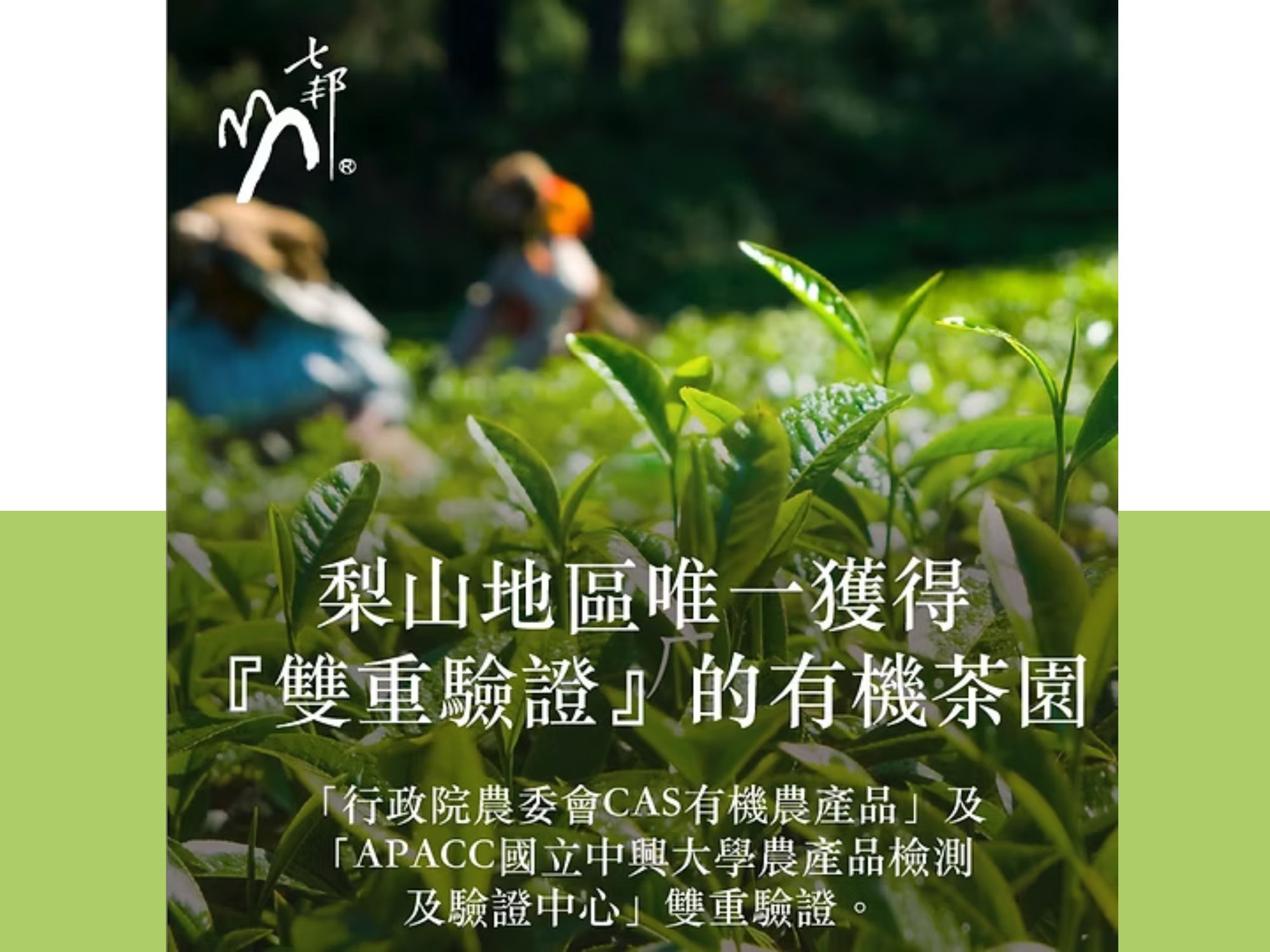 張欽兆(梨山七邦有機茶園)-有機農產品