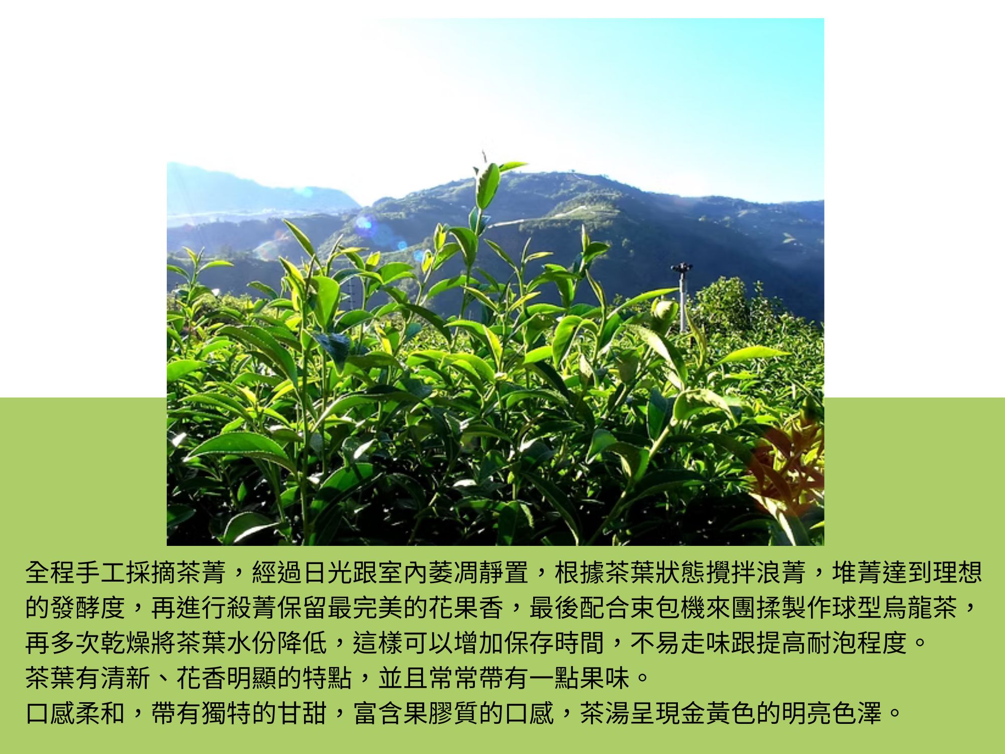 張欽兆(梨山七邦有機茶園)-有機農產品