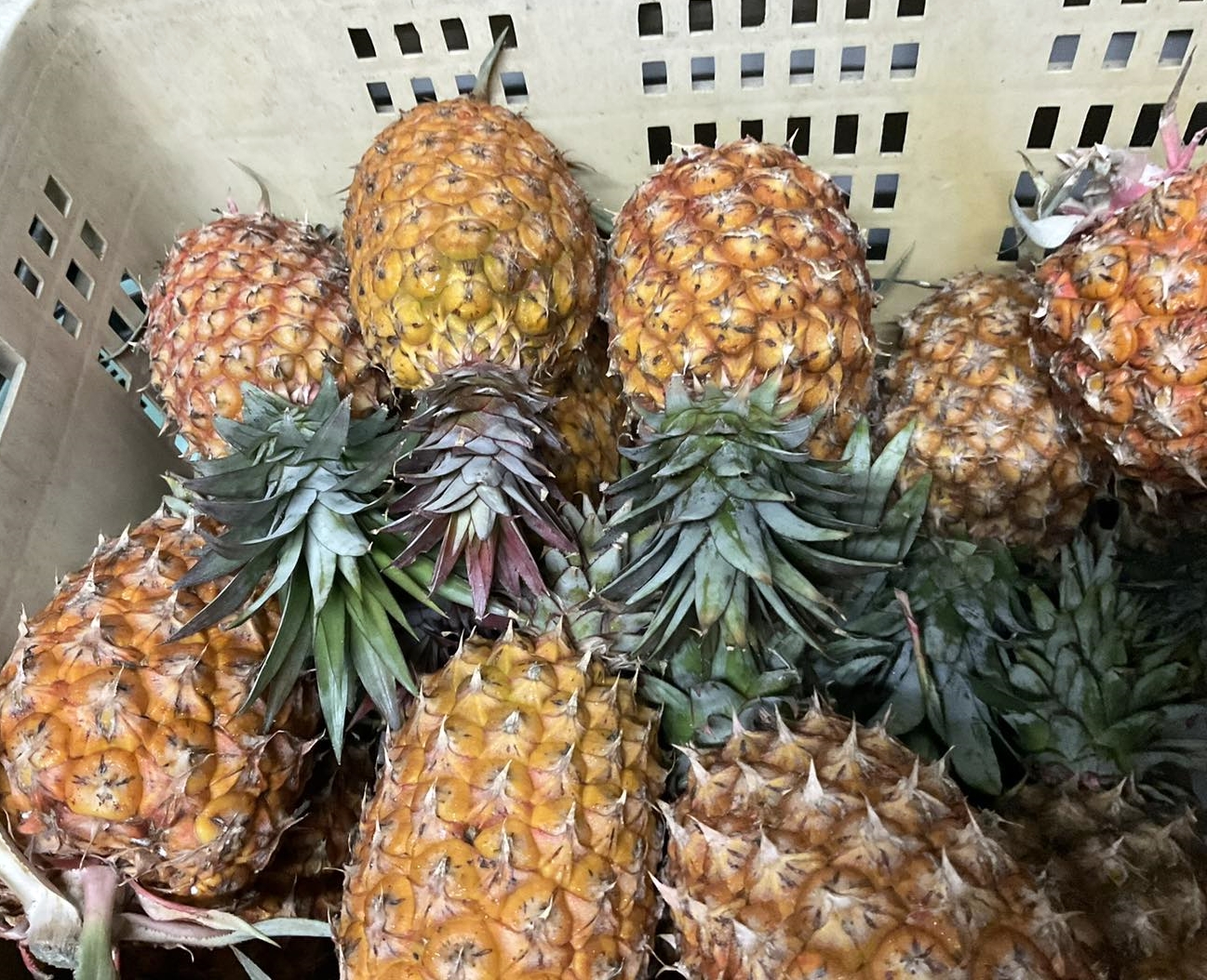 高品質又好吃有機鳳梨