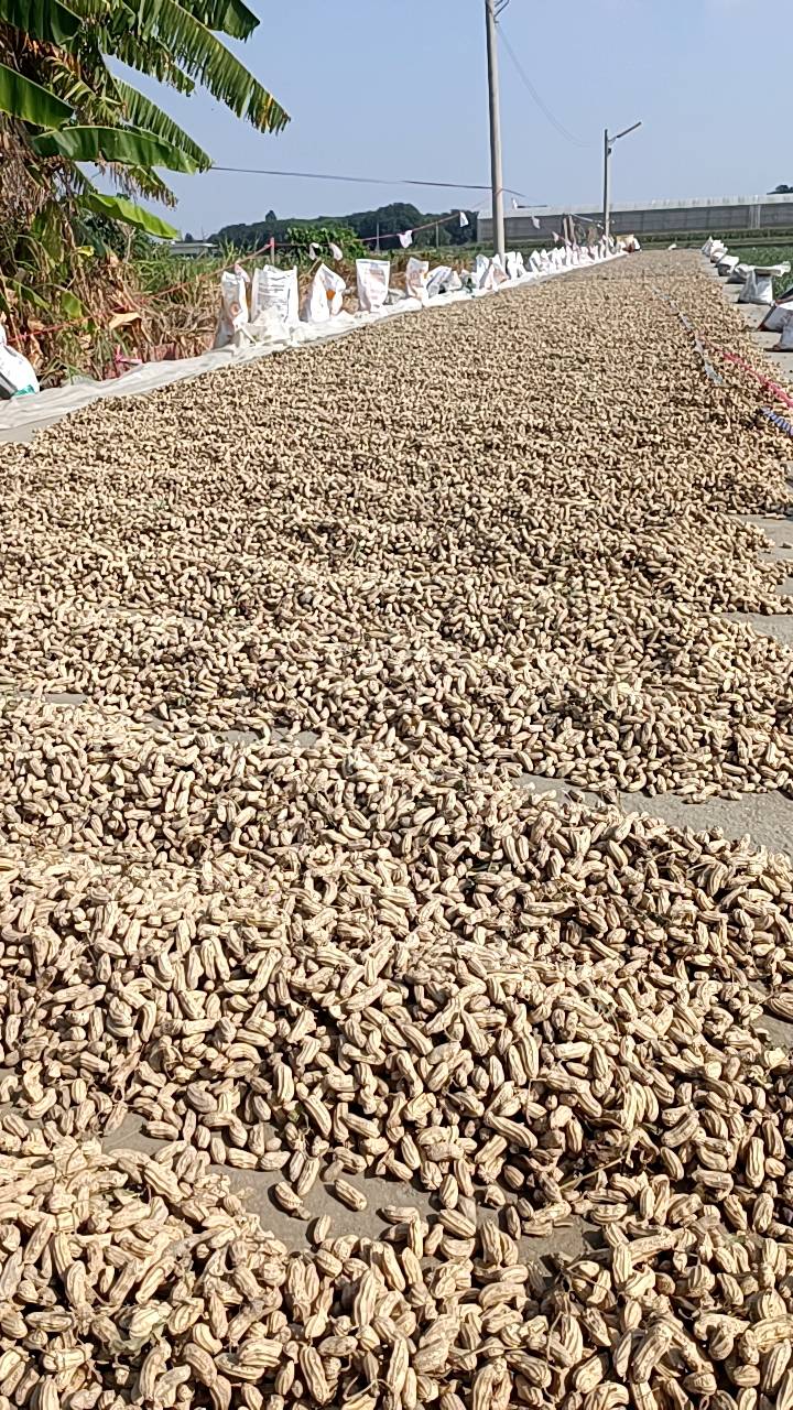 花田囍事黑金剛花生-曬花生