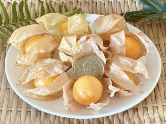 有機大果黃金燈籠果