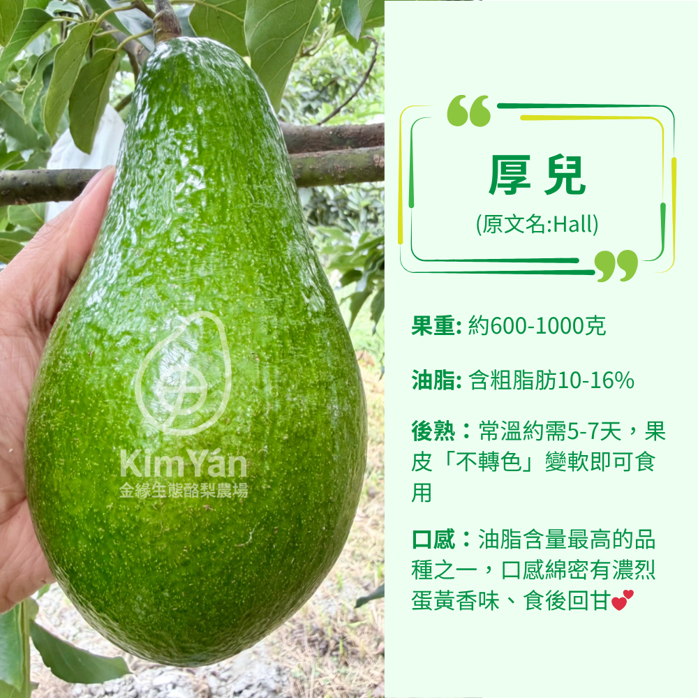 金緣綠保有機酪梨【厚兒