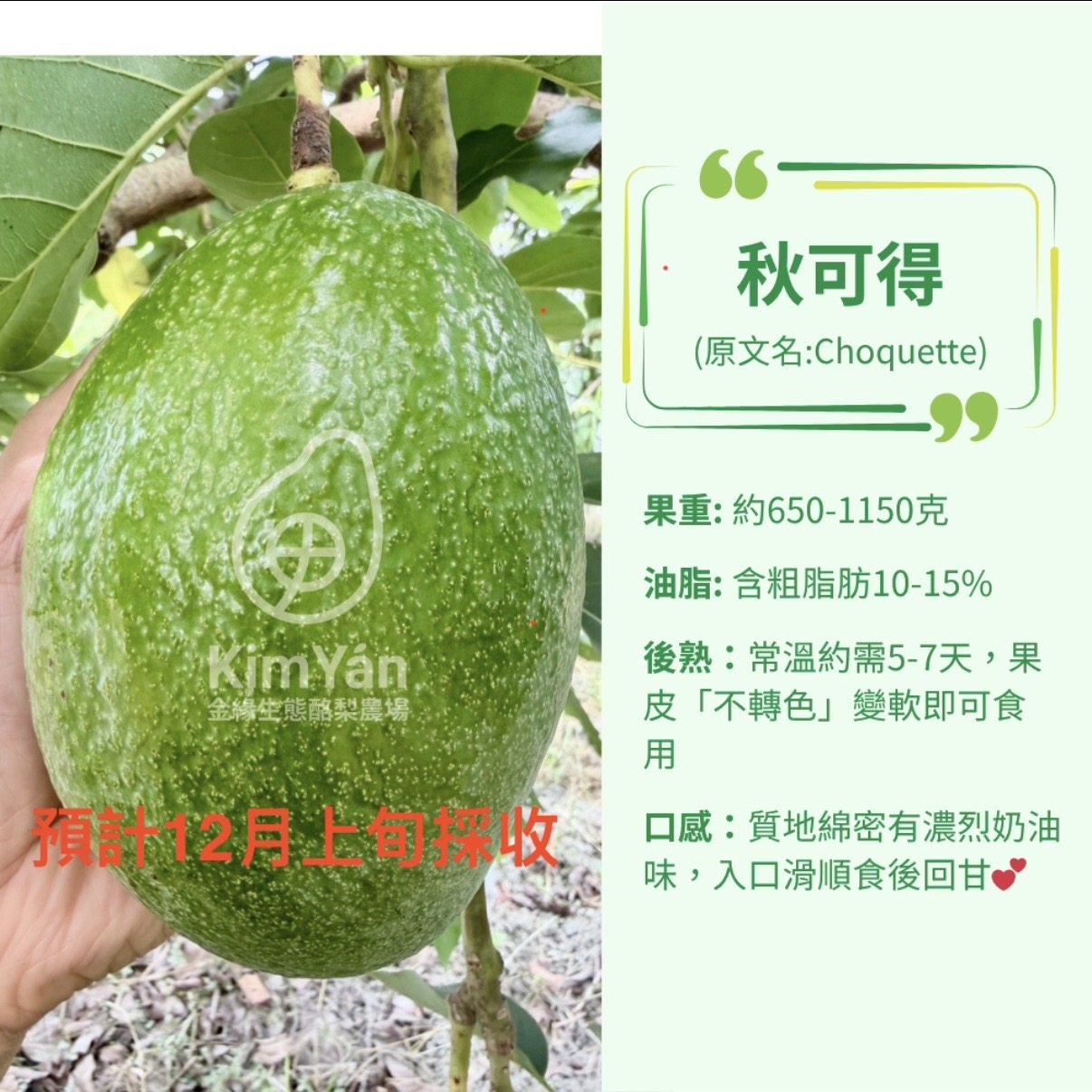 金緣綠保有機酪梨【秋可得