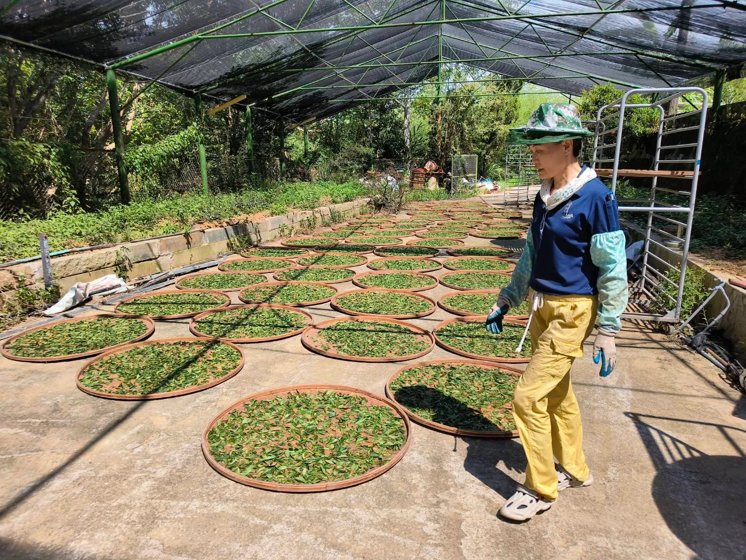 怡明茶園-農產品