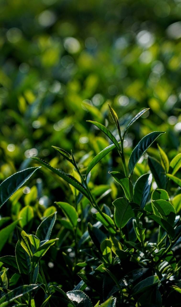 杉林溪高山茶~大順茶葉行