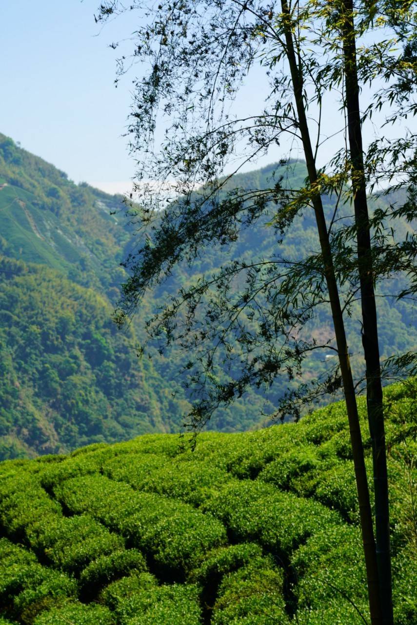 阿里山高山茶~大順茶葉行