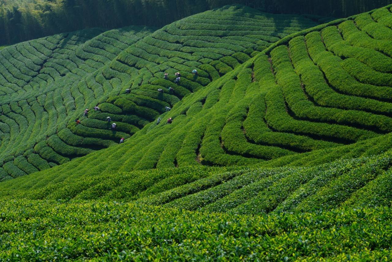 奇萊山高山茶~大順茶葉行