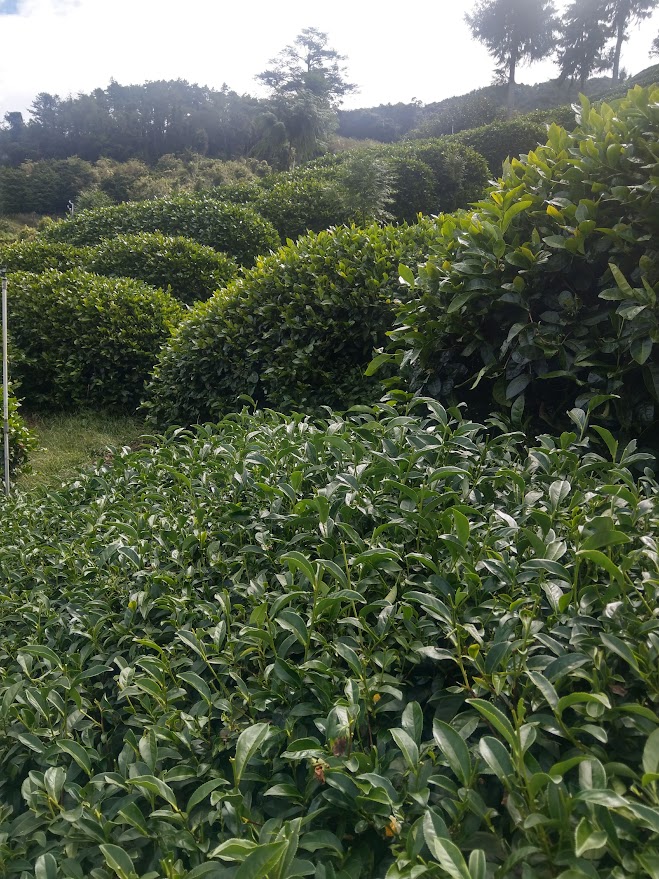 梨山高山茶~大順茶葉行