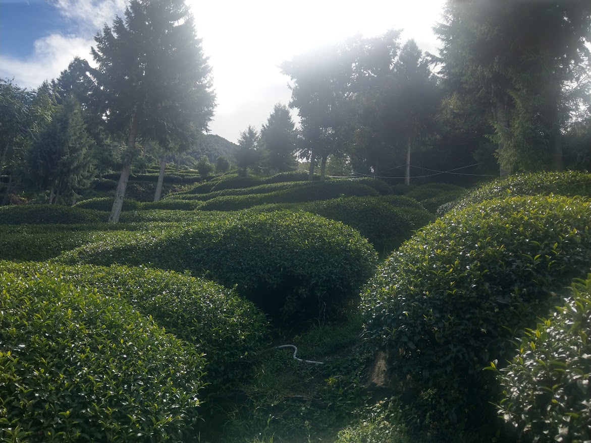 福壽山高山茶~大順茶葉行