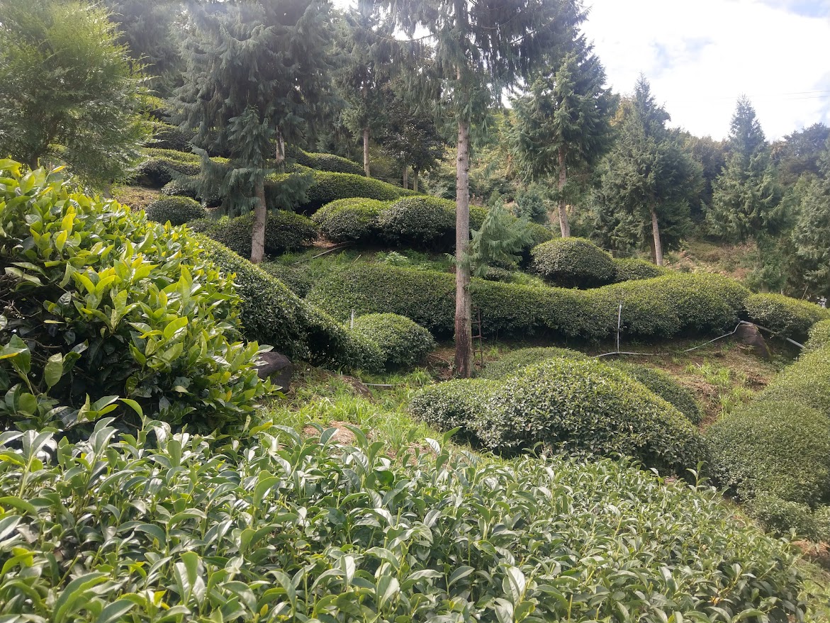 大禹嶺高山茶~大順茶葉行