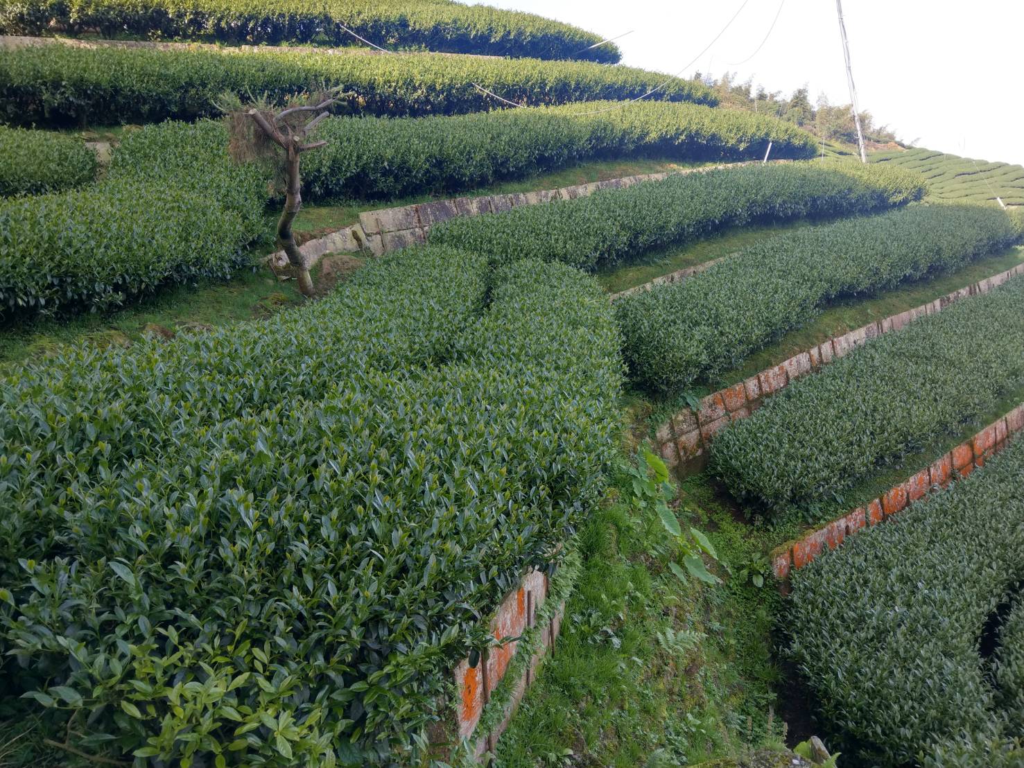 樟樹湖高山茶~大順茶葉行