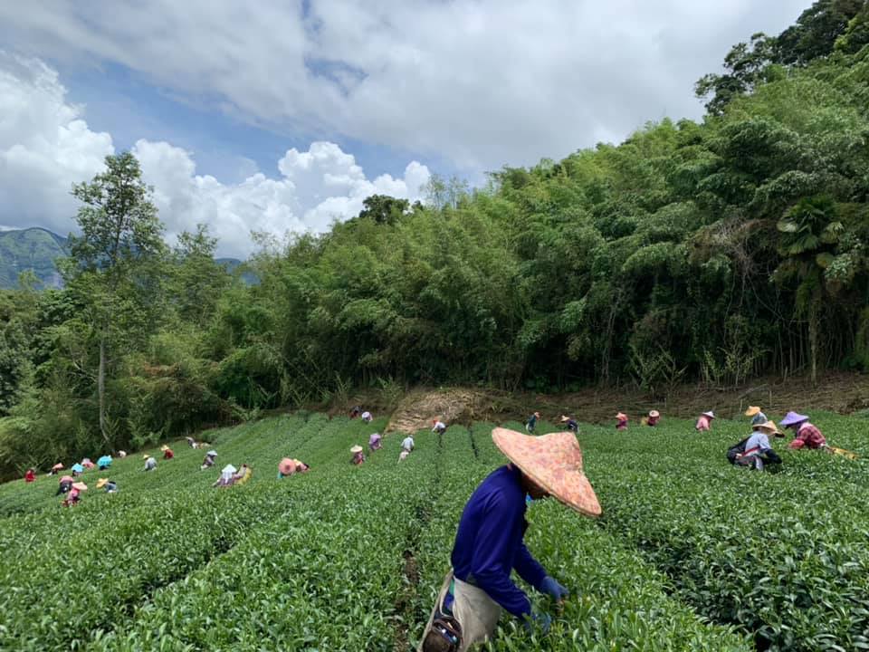 達明製茶所採茶實況