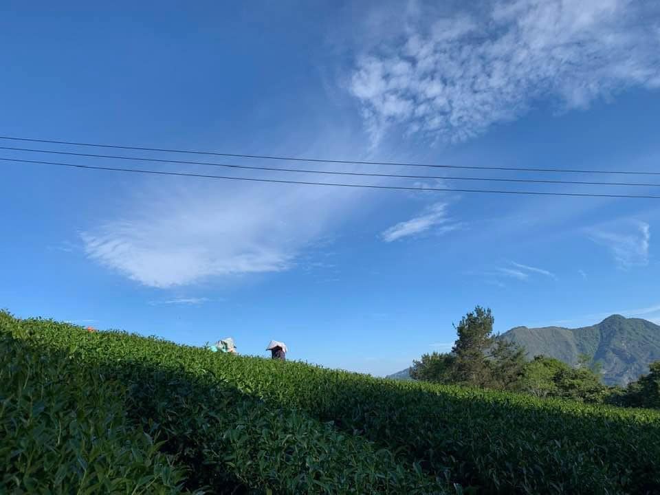 達明製茶所茶園風光