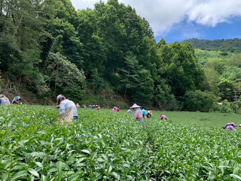 達明製茶所採茶實況