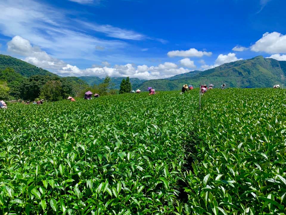 達明製茶所茶園風光