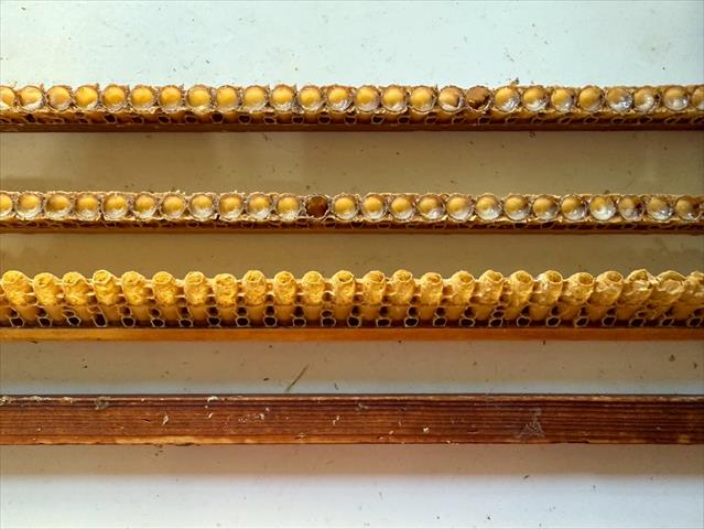 生鮮蜂王乳採收