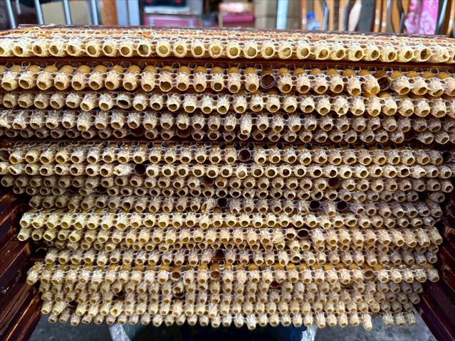 生鮮蜂王乳採收