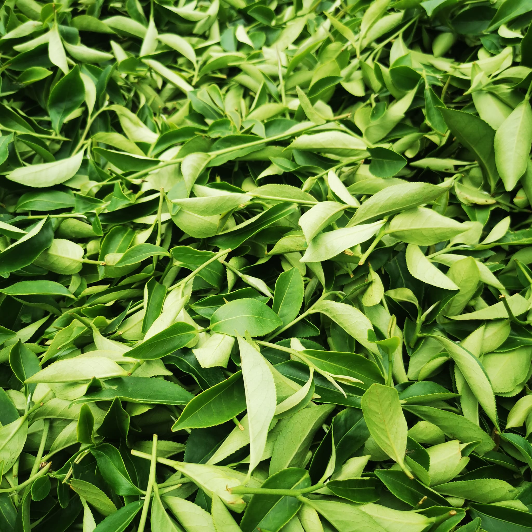 三茶子-南投茶葉|南投茶葉批發