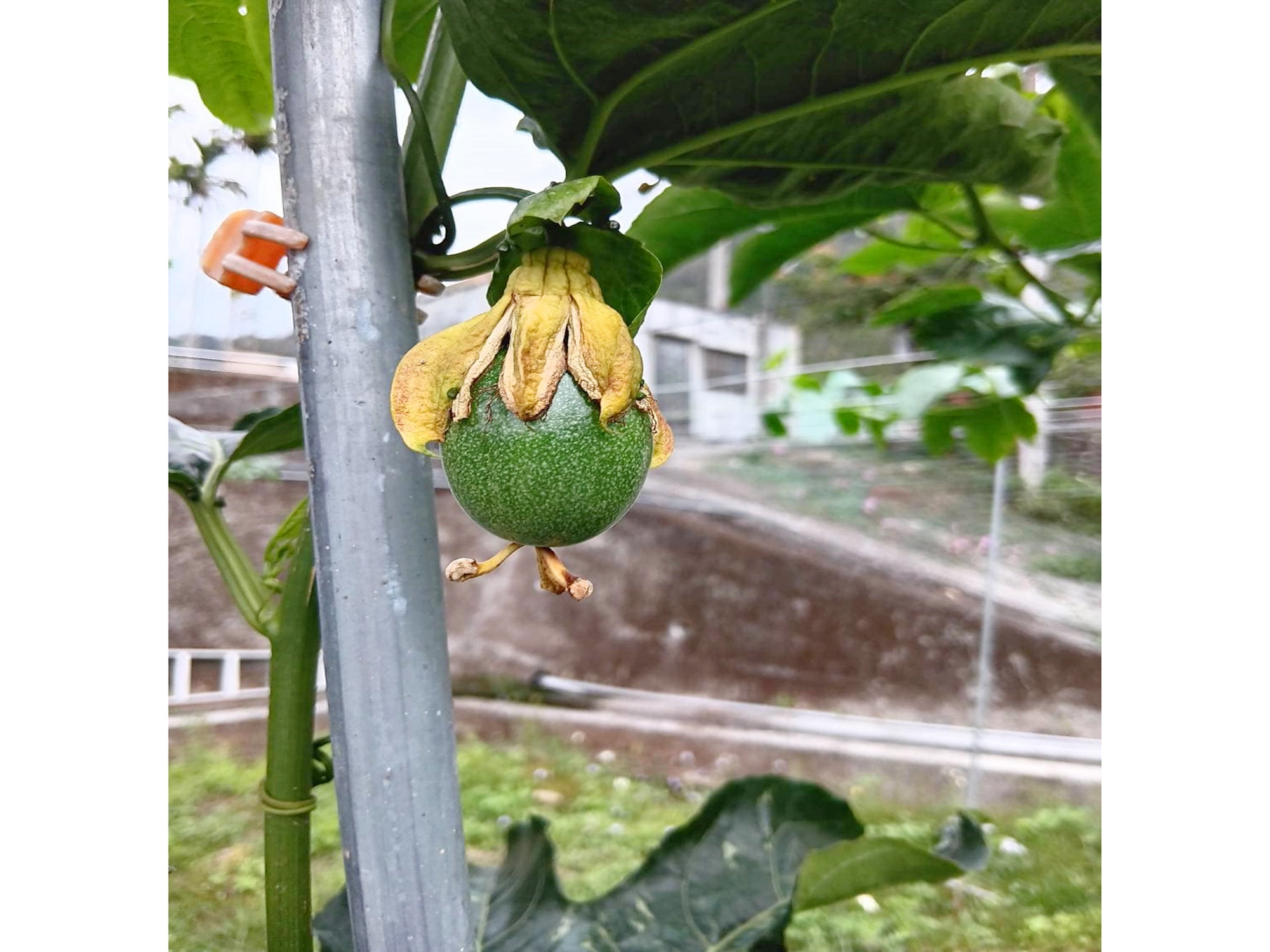 香夏所在-有機百香果-農產品