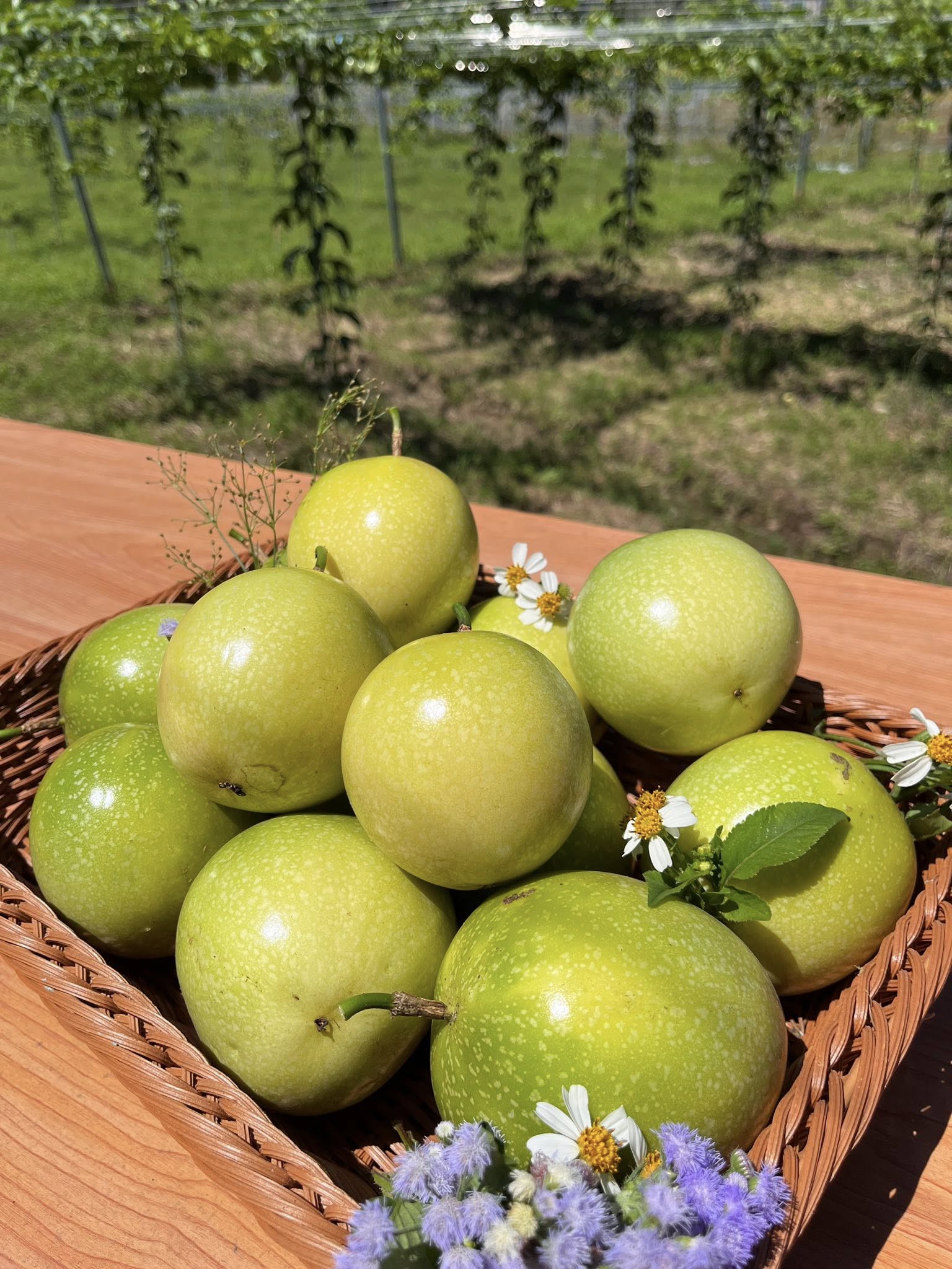 有機黃金百香果