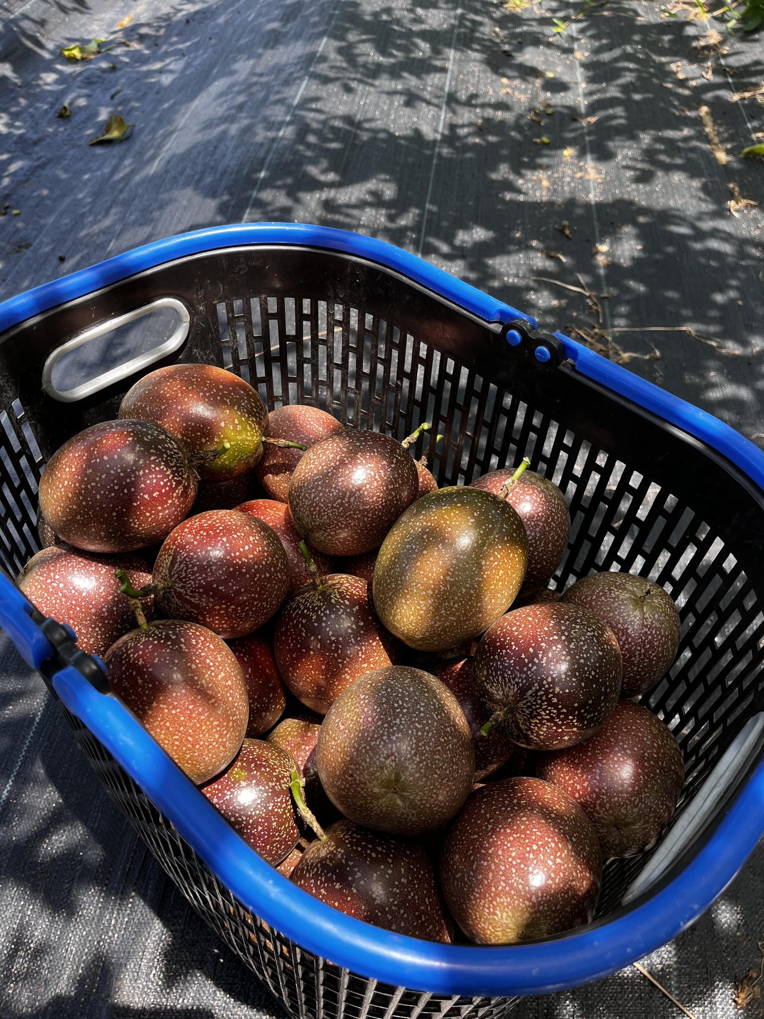 有機滿天星百香果