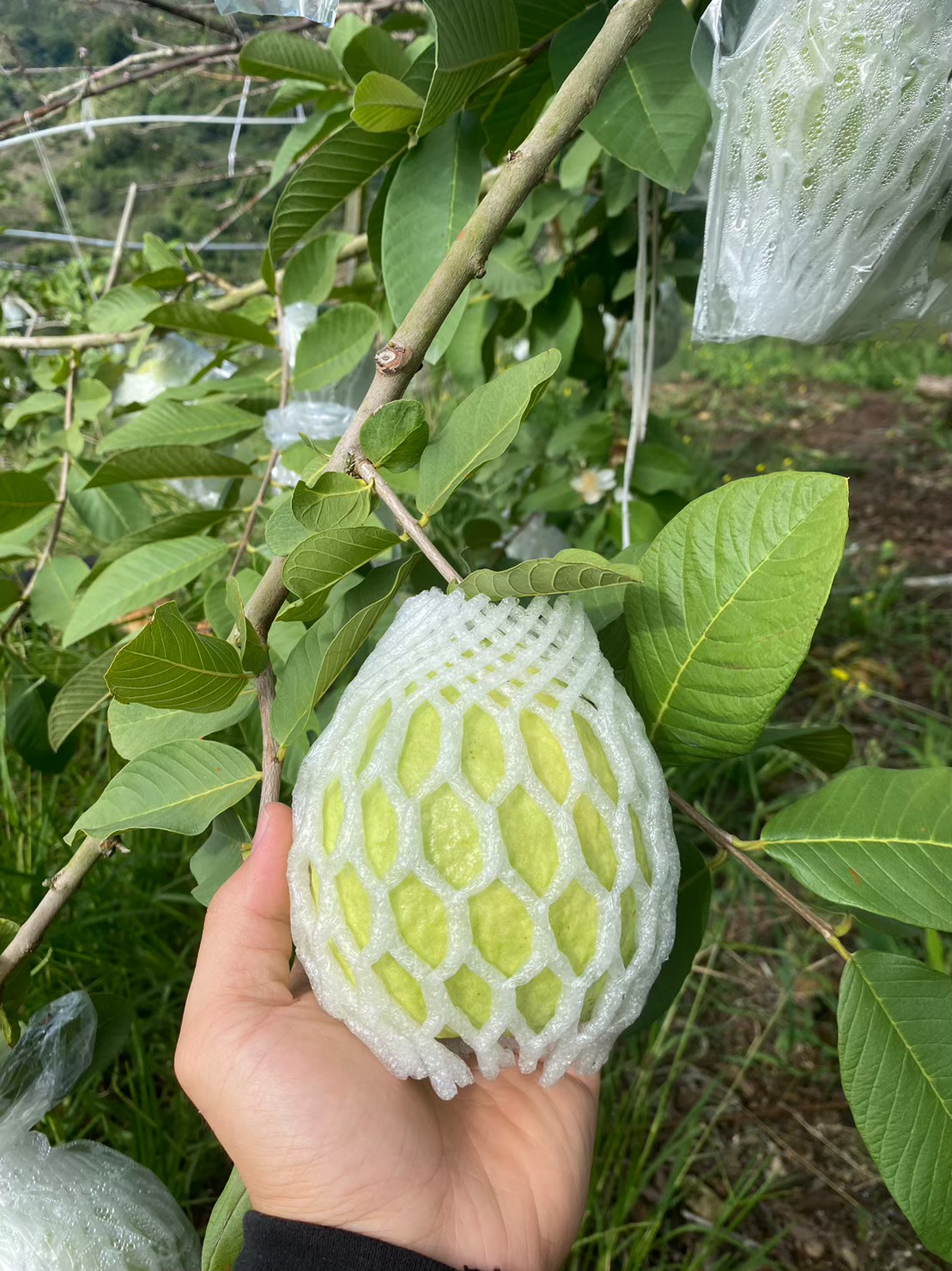 高山帝王芭樂及珍珠芭樂