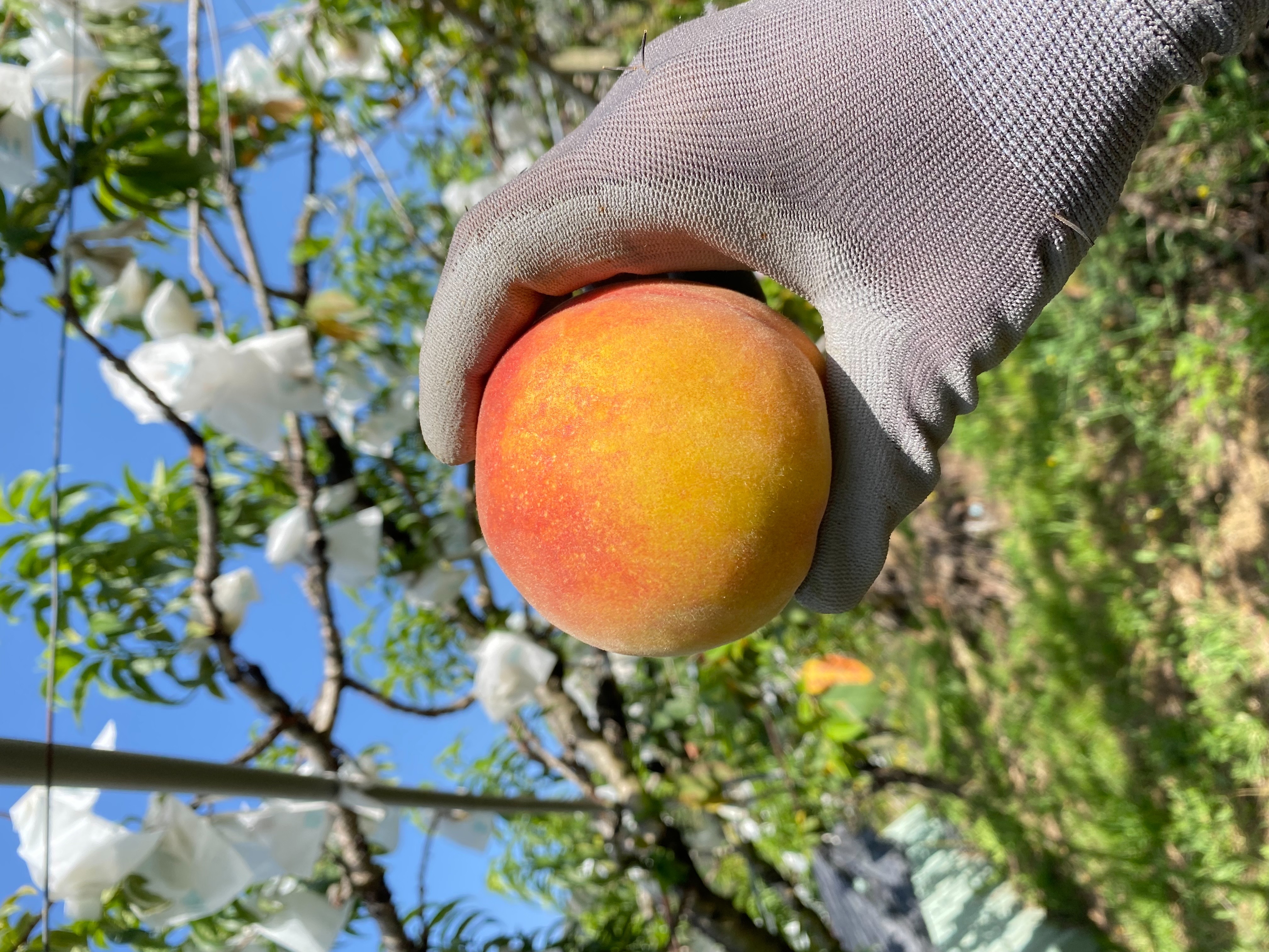 黃金水蜜桃已7-8分熟了~開始採收